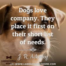 We did not find results for: 500 Dog Quotes About Love Loyalty And Everything In Between