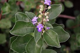 Image result for Vitex fischeri