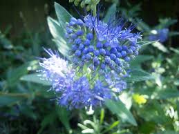 Image result for Caryopteris odorata