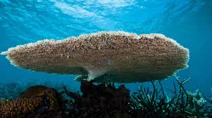 Jul 13, 2021 · the great barrier reef foundation extends its deepest respect and recognition to all traditional owners of the great barrier reef and its catchments as first nations peoples holding the hopes, dreams, traditions and cultures of the reef. Why Do We Need Coral Reefs Great Barrier Reef Foundation
