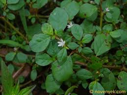 Image result for Trianthema