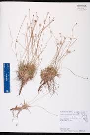 Image result for Platylepis glandulosa