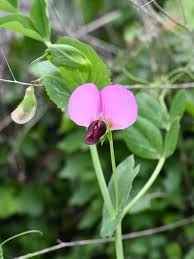 Image result for Pisum sativum