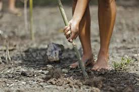 If you make a fence you. 3 Easy Methods That Tell You How To Kill Bamboo Naturally Gardenerdy