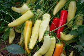 The peppers were nice for a while, but now are small. Lola Banana Pepper Premium Garden Seeds Hoss Tools