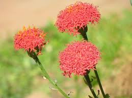 Image result for Tinnea galpinii