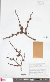 Image result for Dictyophleba ochracea