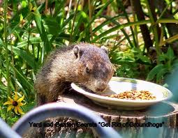 We did not find results for: Yard And Garden Secrets Get Rid Of Groundhogs Permanently