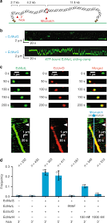 Mutl Sliding Clamps Coordinate Exonuclease Independent