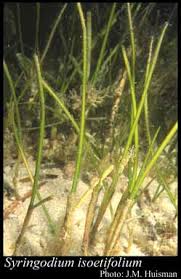 Image result for Syringodium isoetifolium