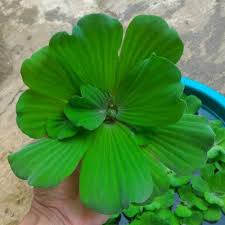 Eceng gondok / water hyacinth (eichhornia crassipes) sumber: Harga Tanaman Air Terbaik Taman Perlengkapan Rumah Juli 2021 Shopee Indonesia