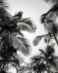 Maybe you would like to learn more about one of these? 20 Palm Tree Pictures Hd Download Free Images On Unsplash