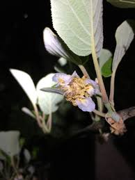 Maybe you would like to learn more about one of these? Kiwi Flowers General Fruit Growing Growing Fruit