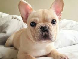 French bulldog information including pictures, training, behavior, and care of french bulldogs and dog breed mixes. Small Dog Breeds Are Adorable Companions You Can Take Them Anywhere You Go Here We Present The 35 French Bulldog Puppies Cute French Bulldog Bulldog Puppies