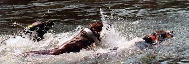 United kennel club (ukc) is an international dog registry celebrating bonds, rewarding ability, and preserving the value of a pedigree. About Ukc Coonhounds United Kennel Club Ukc