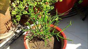 How to care for your christmas cactus so it will bloom all holiday season long. How To Grow And Care Pencil Cactus Care Of Pencil Cactus Pencil Cactus Youtube