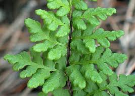 Image result for Cheilanthes multifida