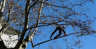 Abattage D Arbre Prix 2020 Obligations A Respecter