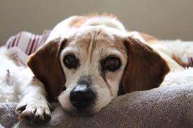 Grey kitchen ideas ukc beagles classifieds near. For Sale New Bedford Ma 02740