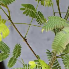 Image result for Acacia galpinii