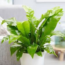 Birds Nest Fern Safe For Cats Https Www Crocus Co Uk Plants Asplenium Nidus Classid 2000028174 Plants Bird Nest Fern House Plants
