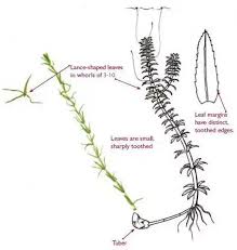 Image result for Hydrilla