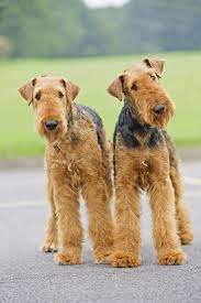 Airdale Terrier Airedale Terrier Airedale Dogs Terrier Dogs