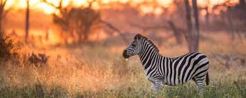 Although it offers suggested itineraries, the trip is. Africa S Best Virtual Safaris Best Live Streaming Options