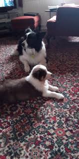 Profile for Eric the Border Collie