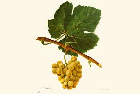 Wild grape vines in michigan. Ancient Grape Dna Tells The Prolific History Of Wine Science Smithsonian Magazine