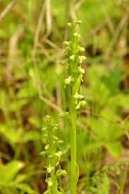 Image result for Habenaria pubipetala