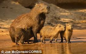 The skeletal remains of the robust. Biggest Rat In History Is Ten Times The Size Of Today S Pests Daily Mail Online