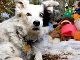 Dunyanin En Akilli Kopegi Oldu