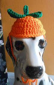 Pin On Dog Hats