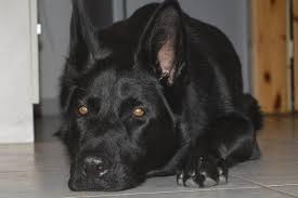 Weitere ideen zu schwarzer schäferhund, schäferhunde, schaefer. Https Www Xn Schferhunde Welpen Schferhund Zchter 29ct95g De Welpen Bilder Schwarz