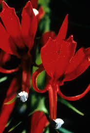 Image result for Campanulaceae