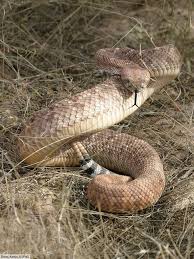 Its back is lined with dark. Western Diamondback Rattlesnake Facts Pictures Information