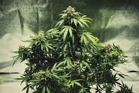 10 sep 2013 über den trend des homegrowings. Tipps Fur Die Aufzucht Von Selbstbluhenden Cannabis Samen Rqs Blog