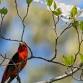 BEGINNING BIRDING