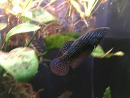 Betta smaragdina, le betta émeraude, est une espèce connue à partir du plateau de khorat en thaïlande du nord et les basses terres du laos et le nord du cambodge dans le bassin du mékong. Hello There Welcome To The World Of Bettas Female Betta Smaragdina Guitar Pandora Is The Most