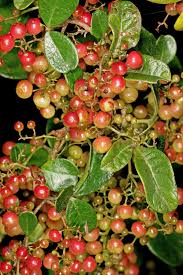 Image result for Searsia nebulosa