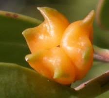 Image result for Pterocelastrus