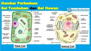 Perkenalan adalah salah satu langkah awal untuk membangun sebuah hubungan seperti hubungan persahabatan. Latihan Soal Sistem Organisasi Kehidupan Beserta Jawabannya