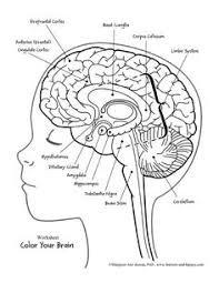 Image result for Neurology Worksheets