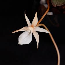 Image result for Aerangis appendiculata