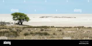 Image result for Cyphostemma hermannioides