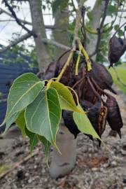 Image result for Grewia flava