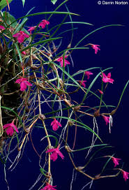 Image result for Clutia pulchella