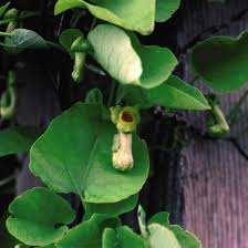 Image result for Aristolochia promissa