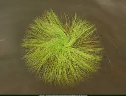 Image result for Megaloprotachne